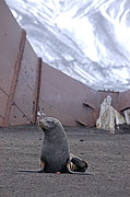 Antarctic Fur Seal